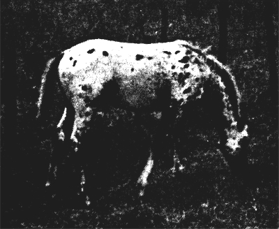 as foal