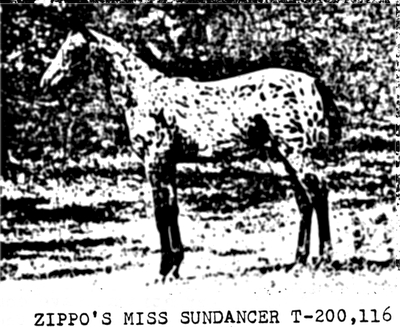 Zippo's Miss Sundancer