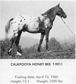 calapooyahoneybee9011