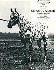 Coyote's Apache