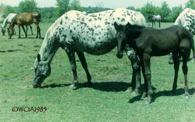 Sham and 1985 filly