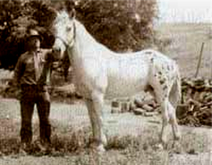 Appaloosa horse] - The Portal to Texas History