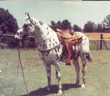 Appaloosa horse] - The Portal to Texas History