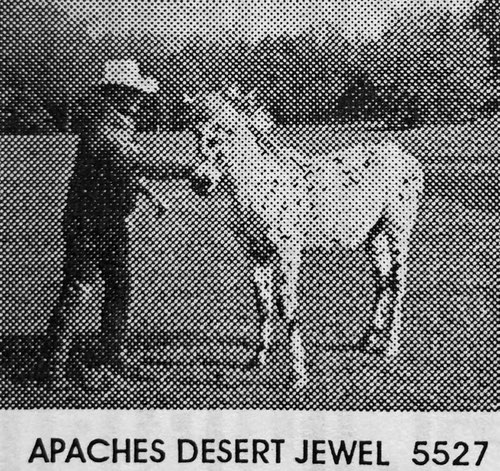 apaches desert jewel