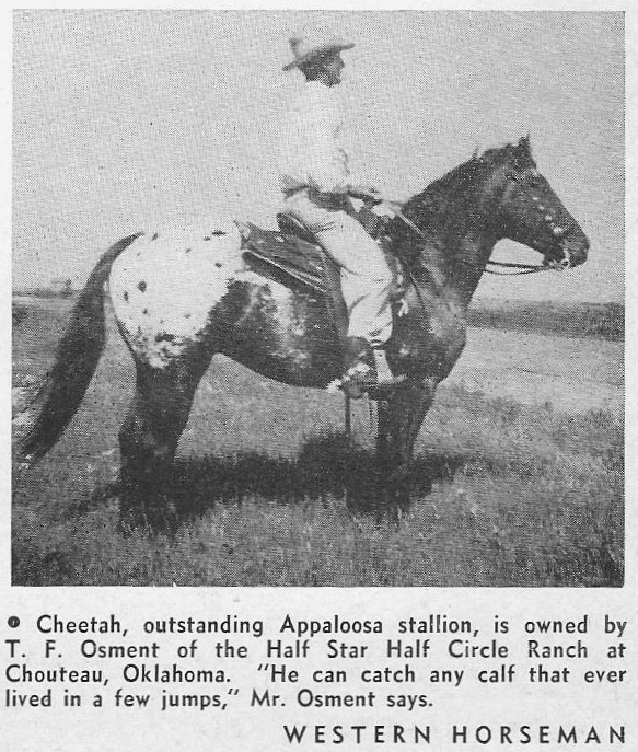 Duke Appaloosa Horse