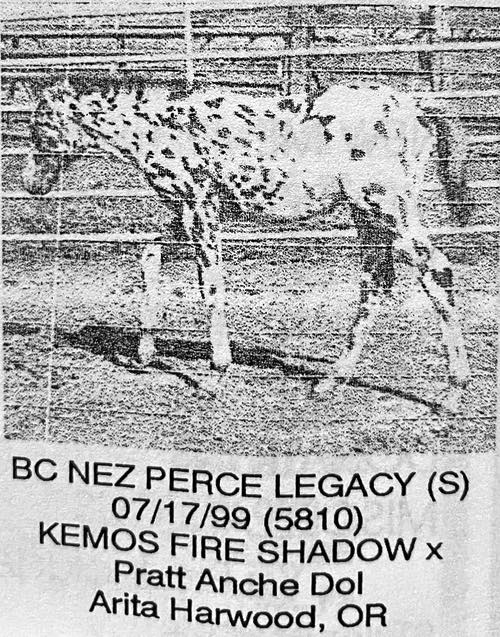 bc nez perce legacy