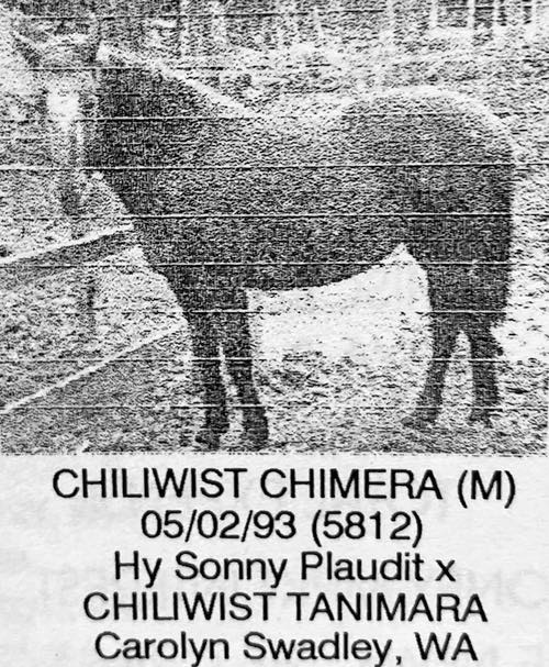 chiliwits chimera