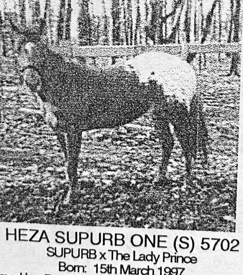 heza supurb one