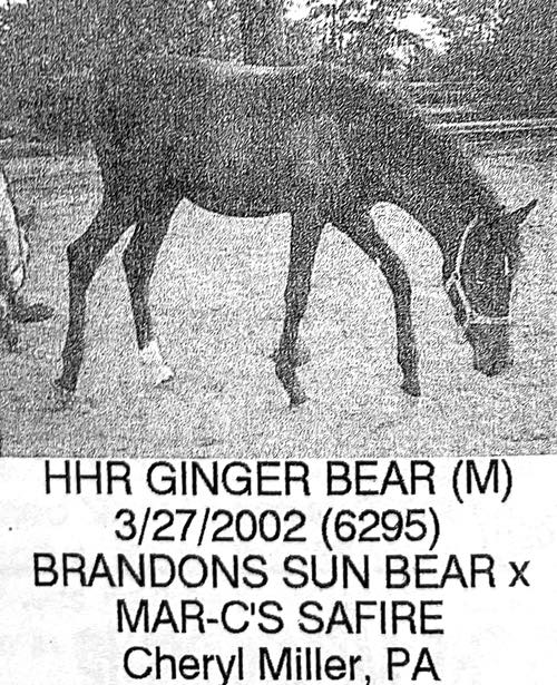 hhr ginger bear