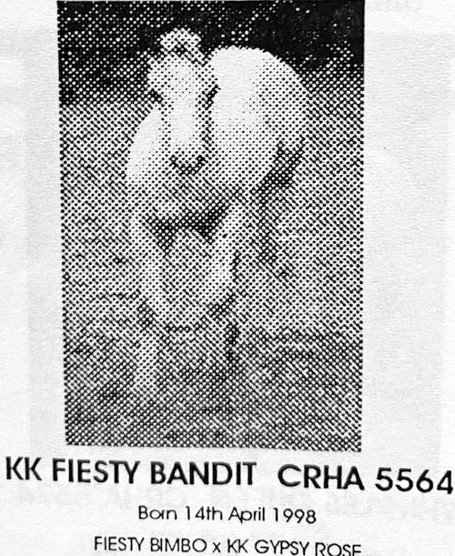 kk feisty bandit