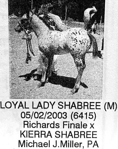 loyal lady shabree