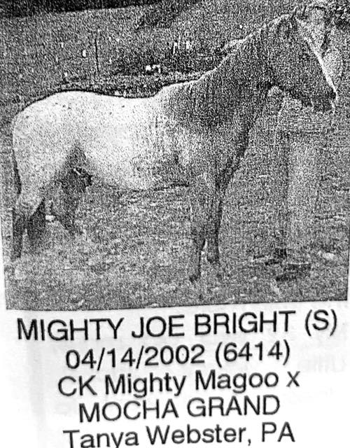 mighty joe bright