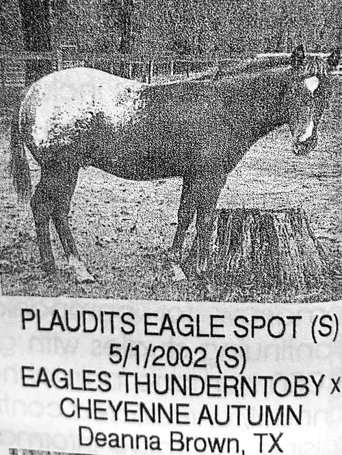 plaudits eagle spot