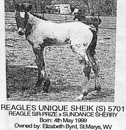 reagles unique sheik