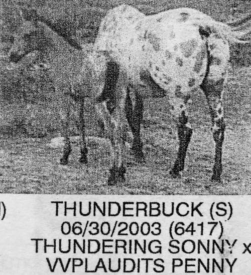 thunderbuck6517