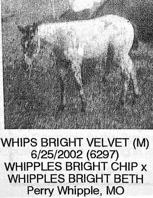 whips bright velvet