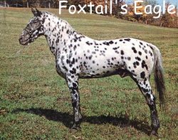 foxtailseagle