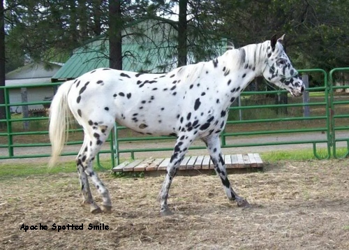 Apache Spotted Smile