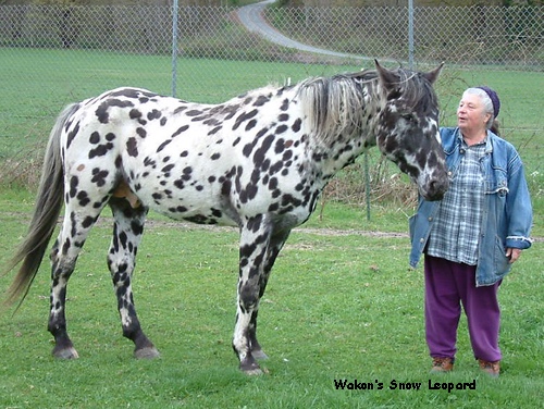 WakonsSnowLeopard