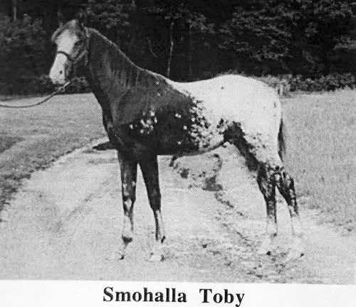 SmohallaToby