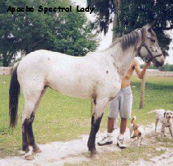 ApacheSpectralLady