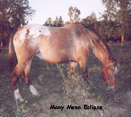 ManyMoonEclipse