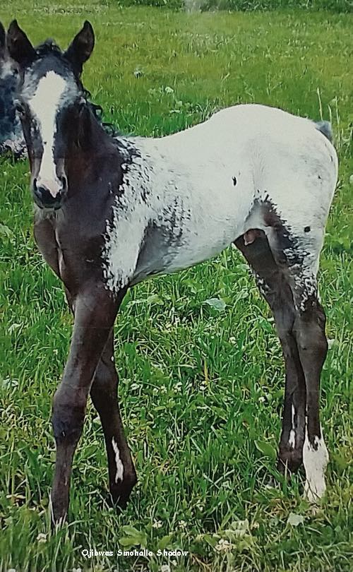 OjibwesSmohallaShadow