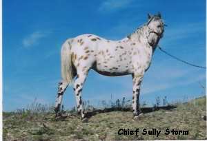 ChiefSullyStorm3