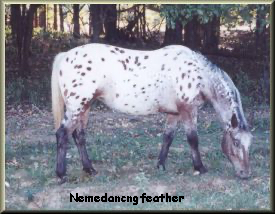 Nemedancngfeather