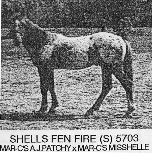 ShellsFenFire