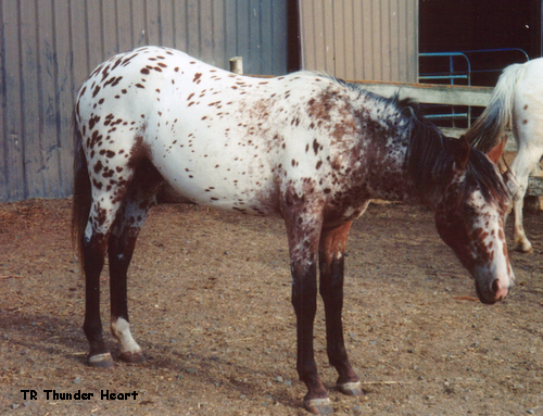 TRThunderHeart