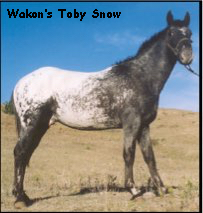 WakonsTobySnow