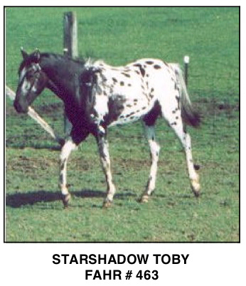 StarshadowToby2