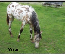 Yeava