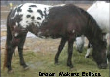 DreamMakersEclipse