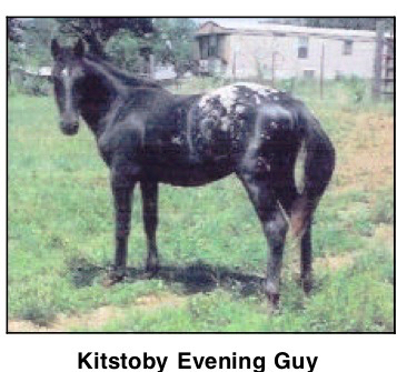 KitstobyEveningGuy