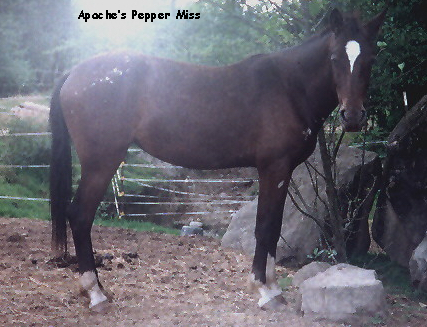 ApachesPepperMiss