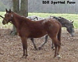 BSRSpottedFawn