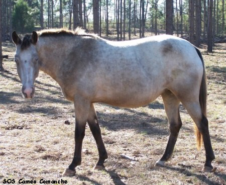 SOSCameoComanche