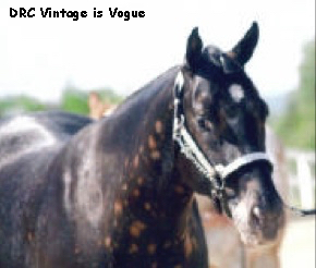 DRCVintageisVogue2