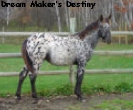 DreamMakersDestiny