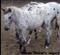 DreamMakersLegacy