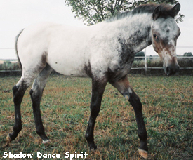 ShadowDanceSpirit