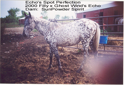 echosspotPerfection1a