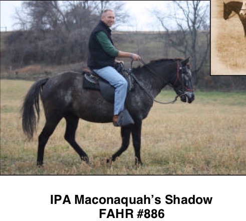 IPAMaconaquahsShadow