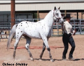 Ochoco Stubby2