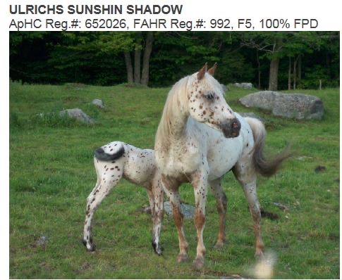 UlrichsSunshinShadow