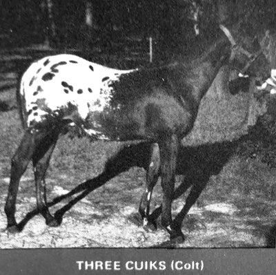 three cuiks