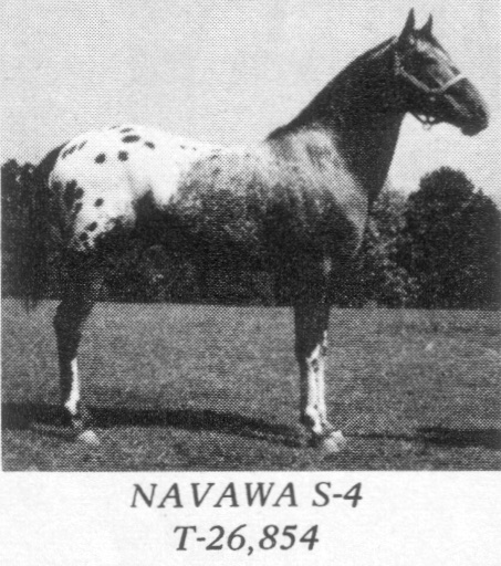 navawas4