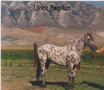 UlrichPapillon3